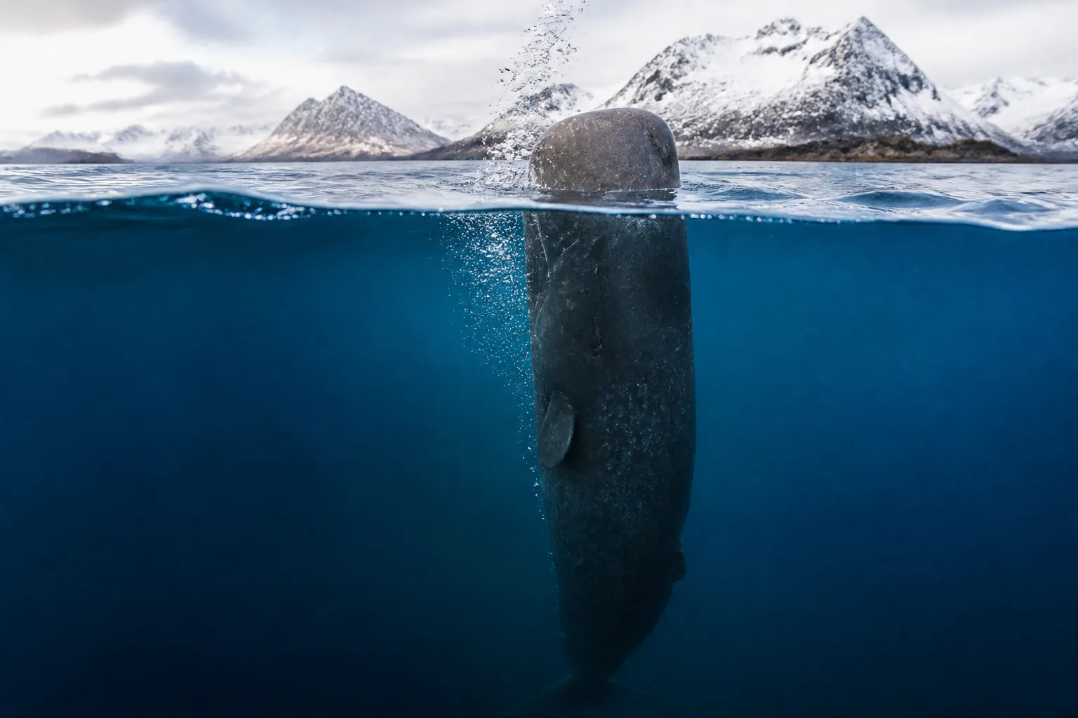 How researchers used tags and simulations to explain sperm whales’ bubble-assisted sleep